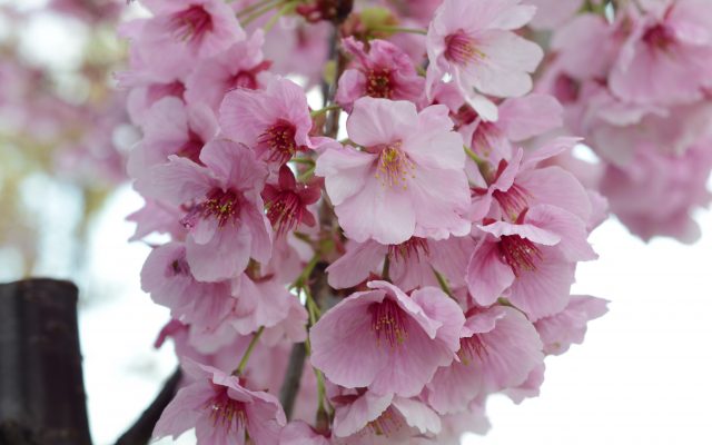 【2020/3/29】恒例!屋形船でお花見ワイン会